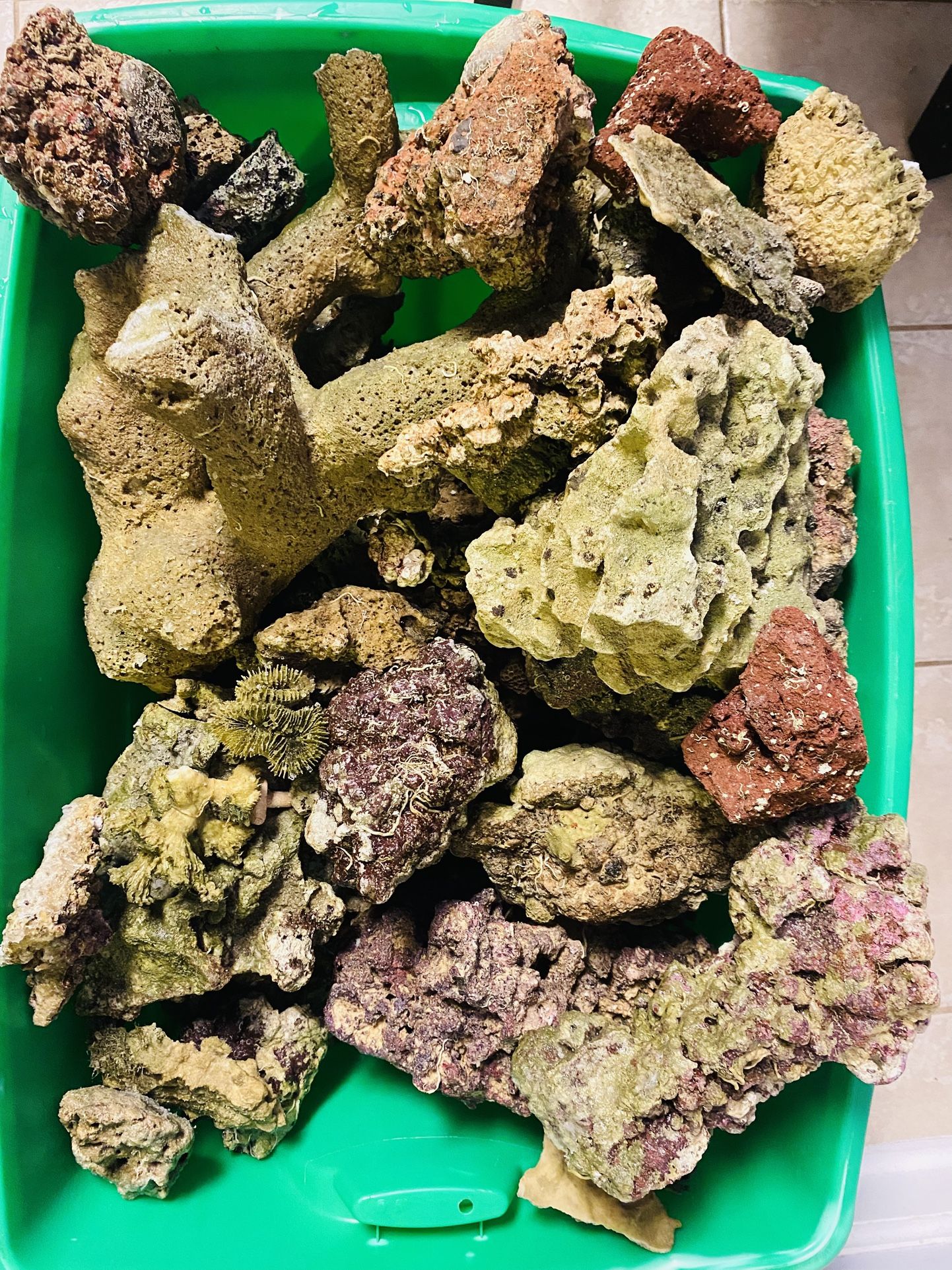 120lbs Of Coral Or More.