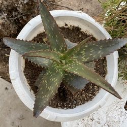  Christmas Carol Aloe