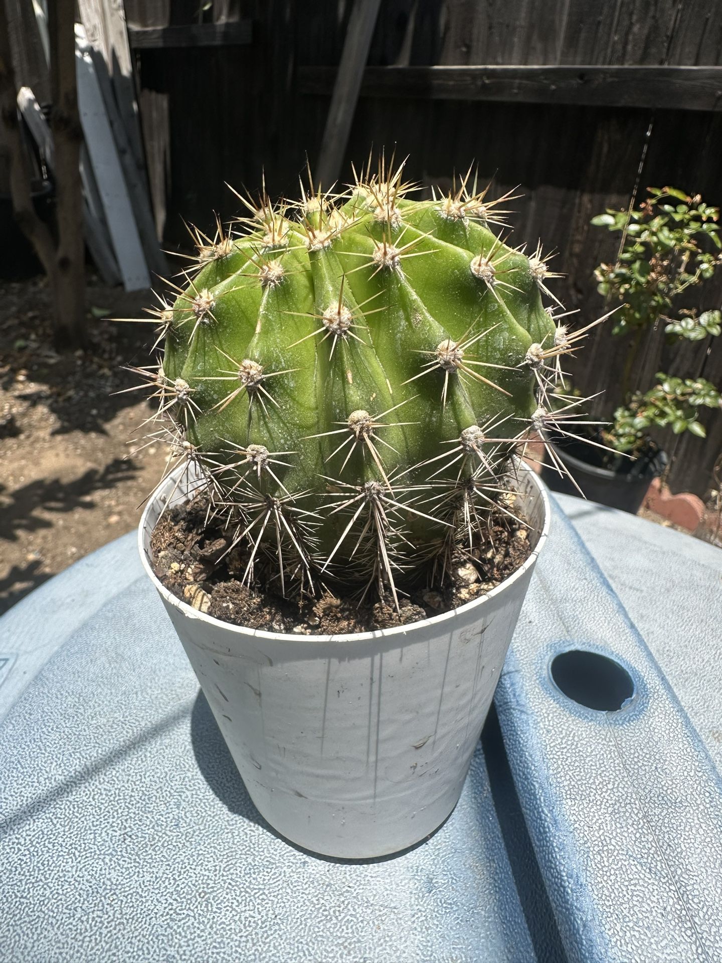 Lily cactus 10 inches tall