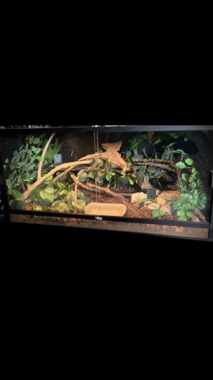 Female Fire Ball Python / 4x2x2 Reptile Habitats