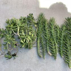 Succulents And Cactus 