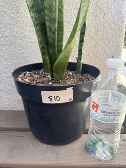 Snake Plant