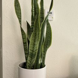 Snake Plant with the Pot