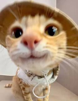 Cat auto litter box