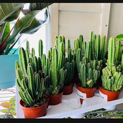 RARE♥️Fairy Castle 🏰♥️ In 4” Nursery Pot $20 Each Height 10”