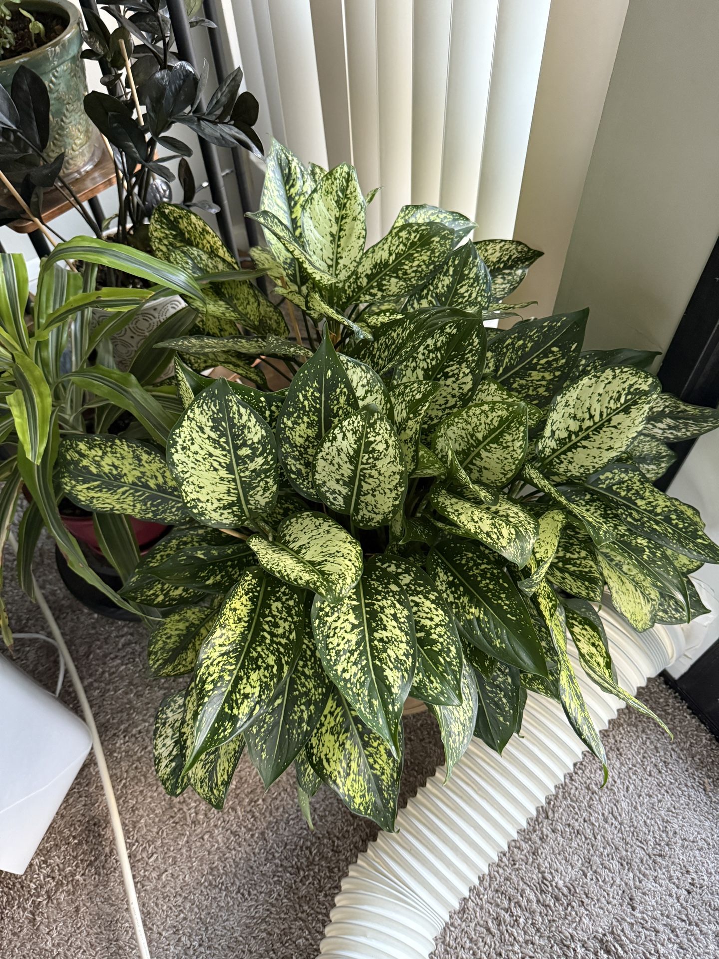 Large Plant