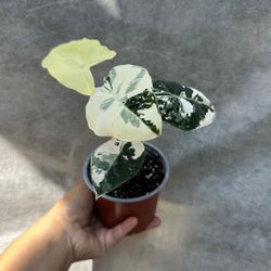 4” Alocasia Frydek Variegated