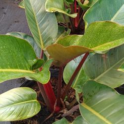 Red Congo Plants 7gl $25🪴🪴