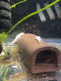 Pleco cave for fish tank