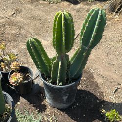 Cactus Plants