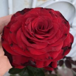 Rose Bush Plant, In 5 Gallóns Pot Pick Up Only