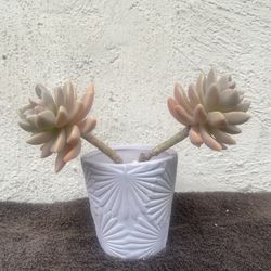 Succulents Ghost Plant ..