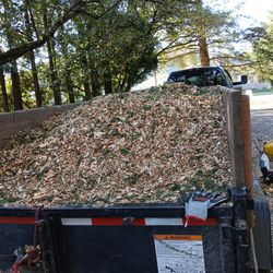 Free wood chips with pie needles