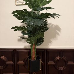 House Plants 