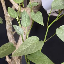 ✨Epipremnum Cebu Blue✨