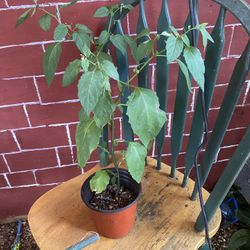 Hierba Mora Planta