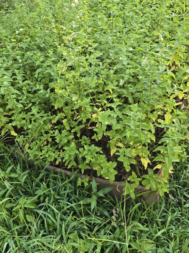 Mature Mint Plants