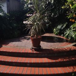 5 foot Madagascar Dragon Tree - Dracaena Marginata - Tricolor