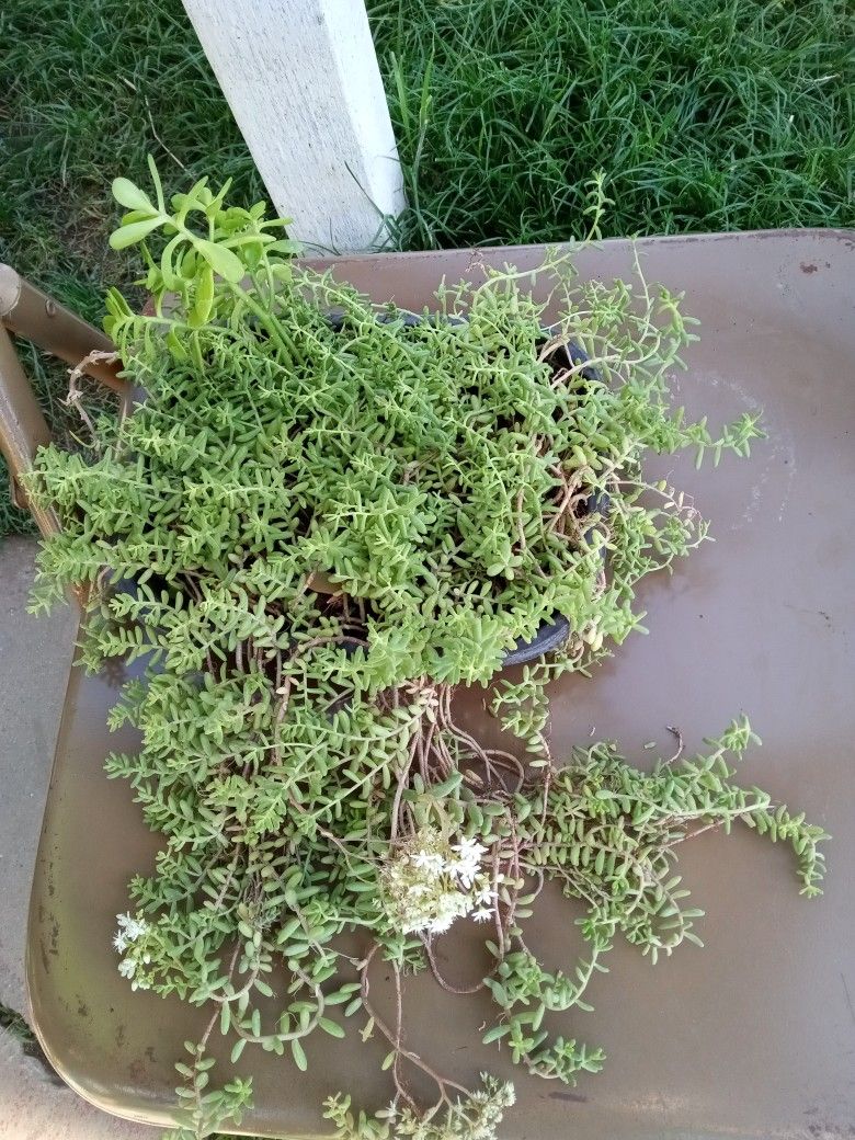 Planta Chisme