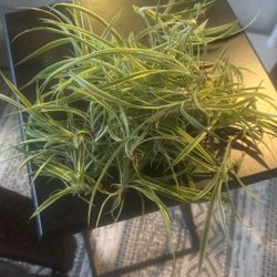 Spider Plant Cuttings