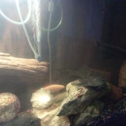 plecos