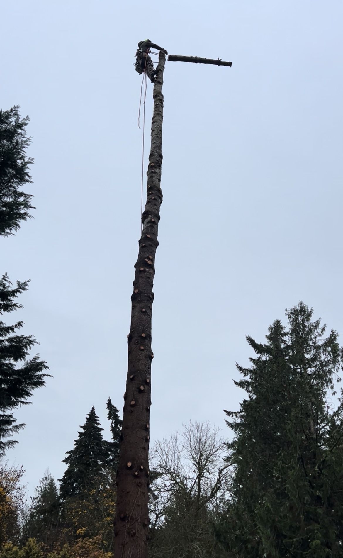 Tree Work