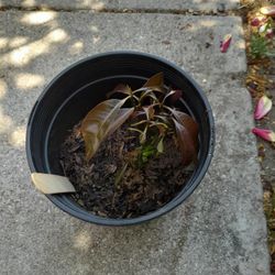 Mango  Petacon