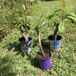 Jatropha Plants **$3 to $7** 🔻See Below 🔻Hummingbirds & Butterflies Love It