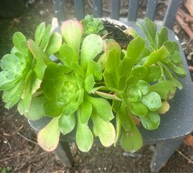 Suculentas plant