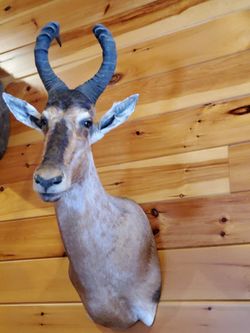 Two Hartebeest Mounts