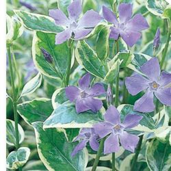 Varia Gata/Varigated  Vine Ground Cover