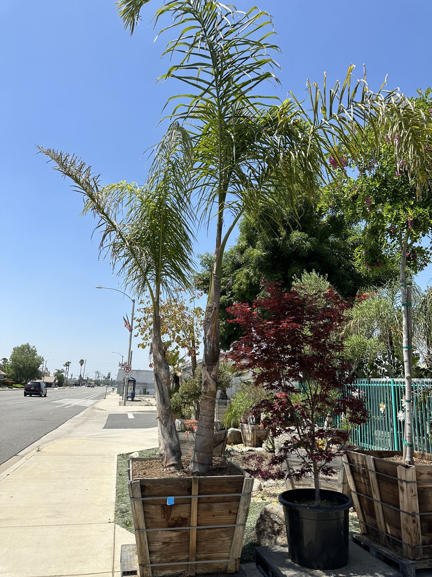 Queen palm tree 36” Box 