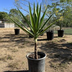Yucca Plant 