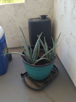Two aloe vera plants and beautiful pot