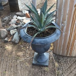 Agave Plant 