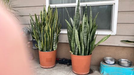 Snake plants