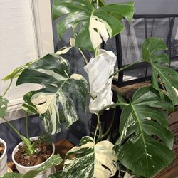 Mature Monstera Albo 