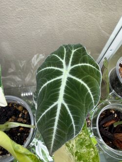 Alocasia black velvet ninja corms