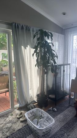 Mature Large Yucca twin Palm tree houseplant