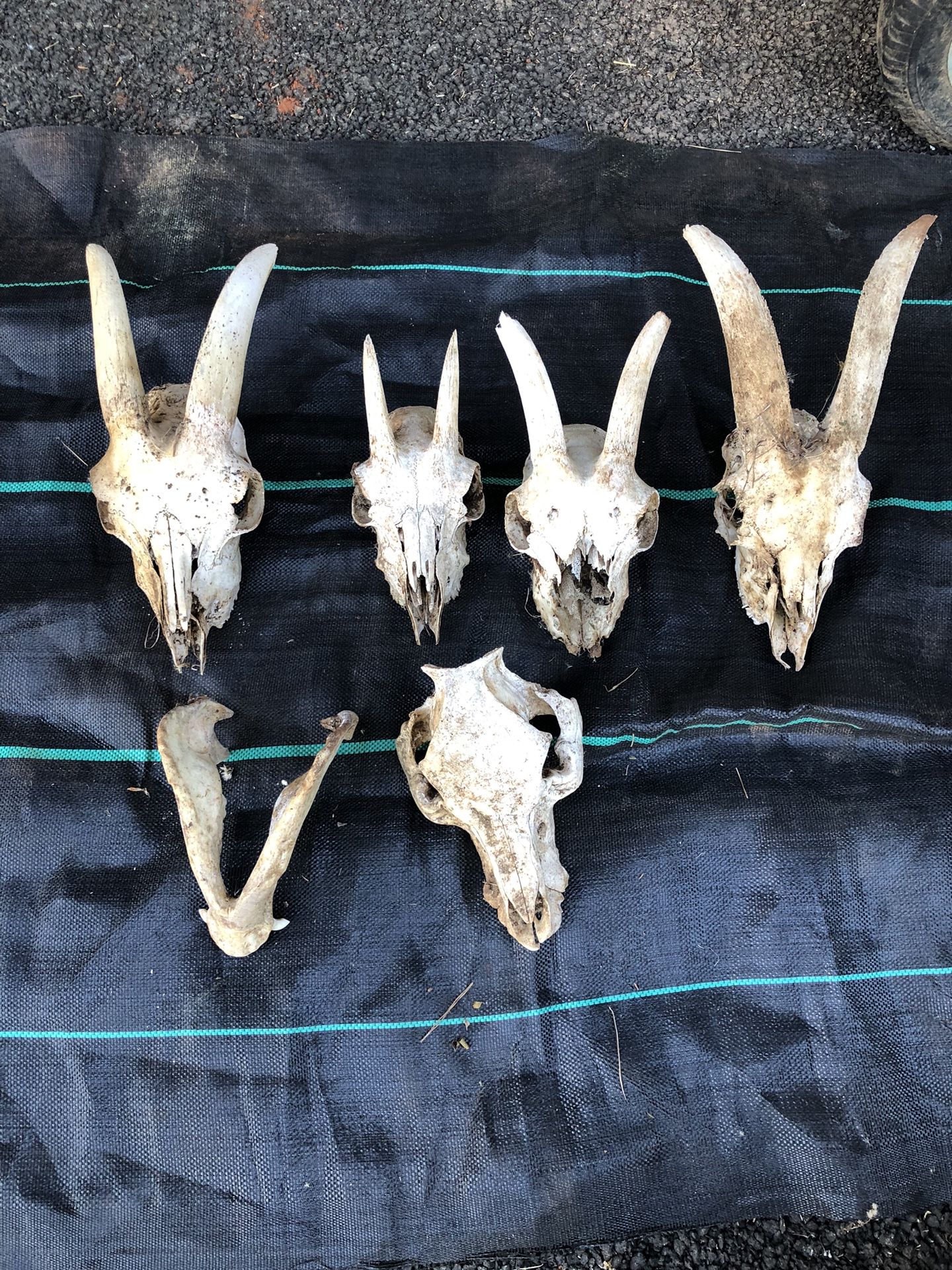Goat skulls - great condition