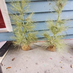 Pair Of 3ft Sparkly Evergreens 