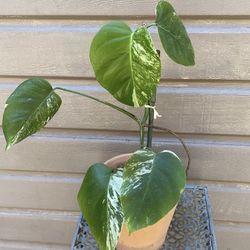 monstera albo in clay pot