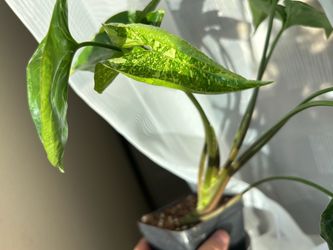 Syngonium Panda