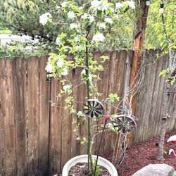 3 Feet Tall Golden Delicious Apple Tree In A 24” Pot