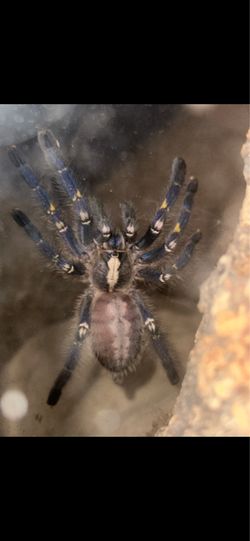 Poecilotheria Metallica