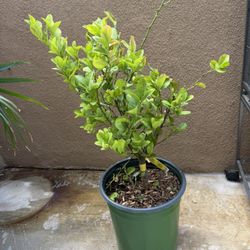 Lime plant