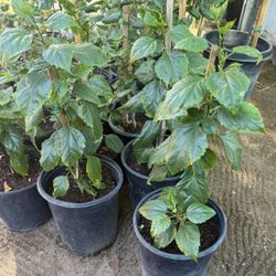Red Hibiscus 🌺 Double Flawer $30 Each Price Firm