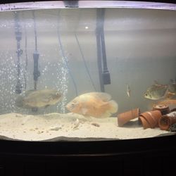 Fish Tank