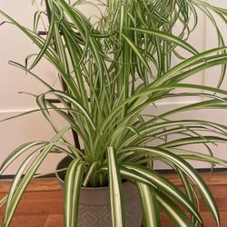 Spider Plant 