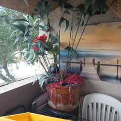 Fake Plant W Expensive Pot